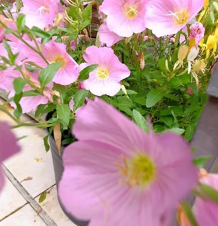 Appartement Galeria *