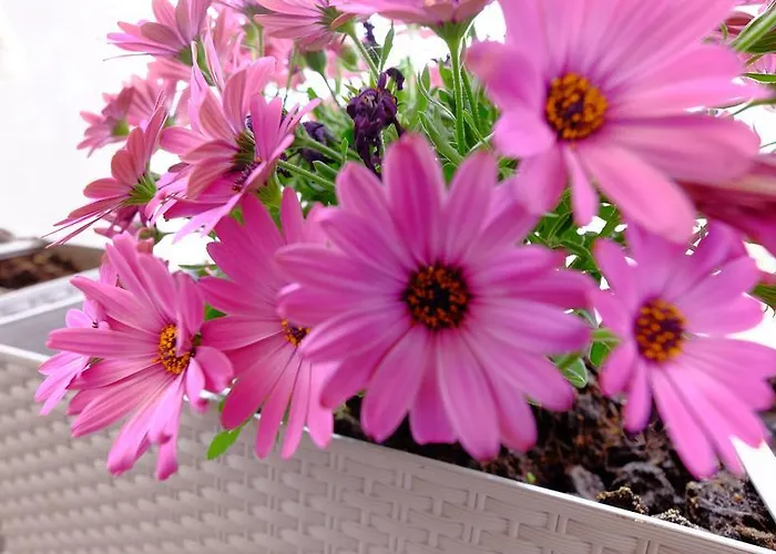 Galeria Διαμέρισμα *